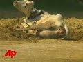 New Videos Shown of Mistreated Livestock