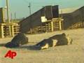 New Videos Shown of Mistreated Livestock