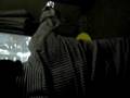 videos de pino y mante bailando rockband