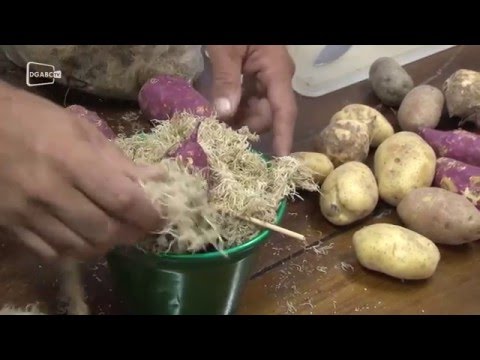 Saiba como fazer nascer raiz em batata; veja vídeo instrutivo - Diário do Grande ABC