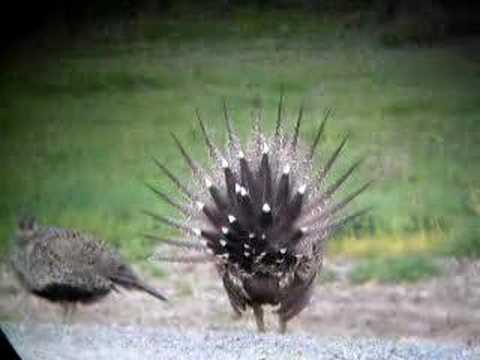 Greater Sage-Grouse