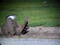 Greater Sage-Grouse
