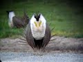 Greater Sage-Grouse