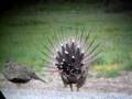 Greater Sage-Grouse