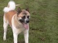 AKIRA: The RONIN AKITA