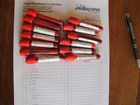 video-linktoworks-How To Draw Blood On Goats