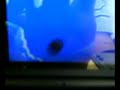 para evolucionar este pokemon ocupas la tela terrible, ya puesta intercambialo con un amigo