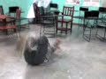el gusano retorcido