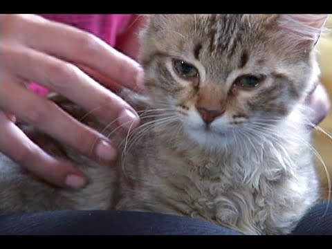 Animais podem deixar de ser tratados como 'coisas' e ganhar maior proteção