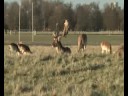 Mooseboy Clip 13