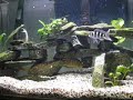 Cichlids Eating (WILD ORANGE COMPRESSICEP) Cichlids Eating (WILD ORANGE COMPRESSICEP)