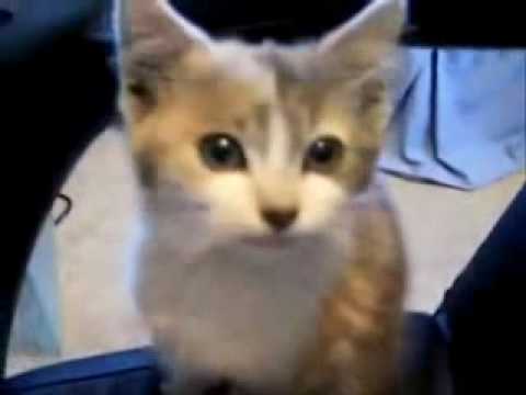 VIDEOS GRACIOSOS DE SUSTOS DE GATOS videos graciosos de sustos de gatos: