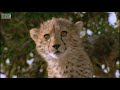 Cute cheetah cub attacked by wild warthog - Cheetahs - BBC Earth
