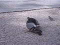 Bi uso elkarri zirriak egiten