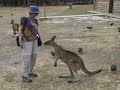 Tasmania: Penguins, Kangaroos, and National Parks. Tasmania: Penguins, Kangaroos, and National Parks.