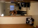 belly dancing by shiran belly dancing by shiran