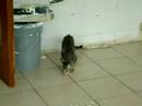 Dueling kittys part II