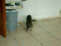 Dueling kittys part II