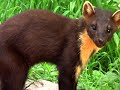 Pine marten