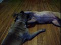 Mastiff\
