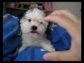 Maltese x Shi-Tsu