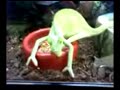 Raving Chameleon Raving Chameleon