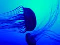 Jellyfish at Georgia Aquarium