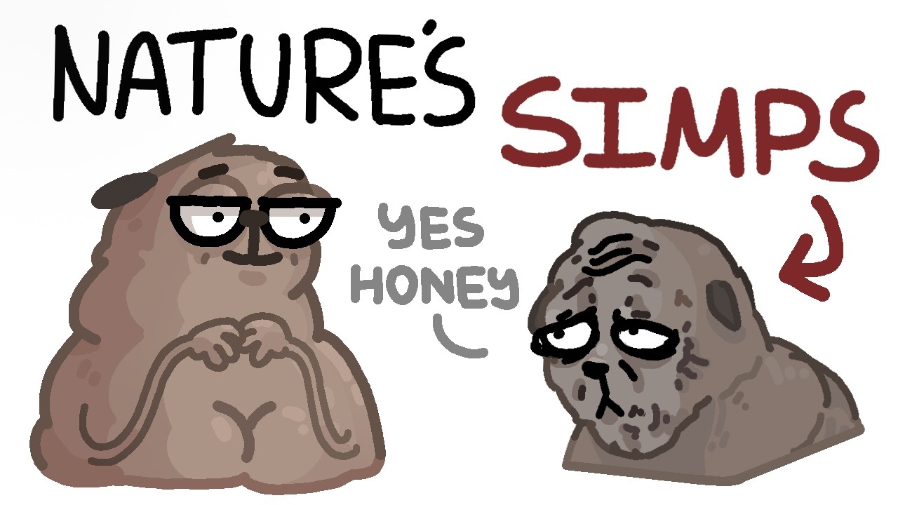 biggest simps in the animal kingdom
