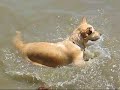 Megi Zlatni Retriver (Meggie - Golden Retriever)