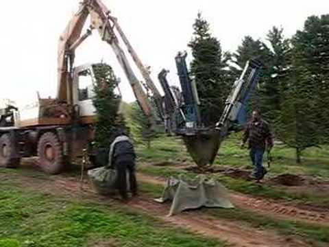 how to transplant a blue atlas cedar
