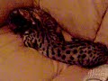 Savannah Cat Nursing on a Male Bengal 2 Savannah Cat Nursing on a Male Bengal 2