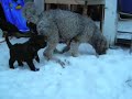 Perro de Agua Espanol Welpen Perro de Agua Espanol Welpen