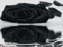 A Rose... A Rose...