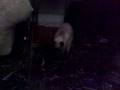 Gatto che balla Bad (Michael Jackson song)