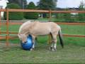 Funny horse play fotball.