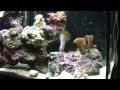 Watchman Goby Eating with Music