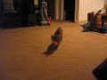 squeaks fetchin squeaks fetchin