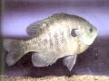 Part 2 Early Spring Crappie and Bluegill Part 2 Early Spring Crappie and Bluegill