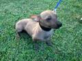 xoloitzcuintle la xora