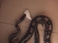 Snake Attack