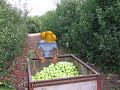 Picking apples for New Year - ???? ?????? ???? ???? Picking apples for New Year - ???? ?????? ???? ????