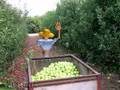 Picking apples for New Year - קטיף תפוחים לראש השנה