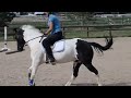 Click here to watch this video Chief Dressage