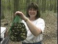 Black Morel Hunt B