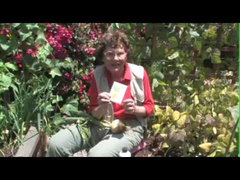how to fertilize onions organically