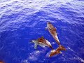 Dolphin Encounter