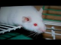 Stuart Little Debut