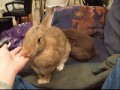 Cadbury and Kaylee: Adorable House Rabbits Cadbury and Kaylee: Adorable House Rabbits