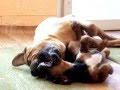Tosa male 80kg and 9weeks tosa puppy-http://www.tosainu.cz