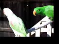 Male Alexandrine trys to regurgitate for Male Eclectus Male Alexandrine trys to regurgitate for Male Eclectus